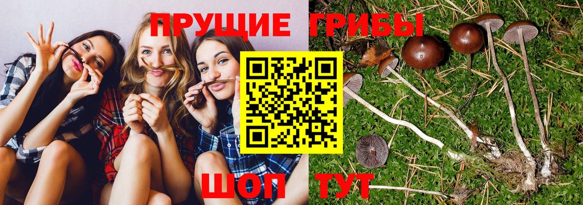Галлюциногенные грибы мицелий  Псилоцибиновые грибы Magic Shrooms  Вход с VPN  магазин  наркотиков  Гудермес 